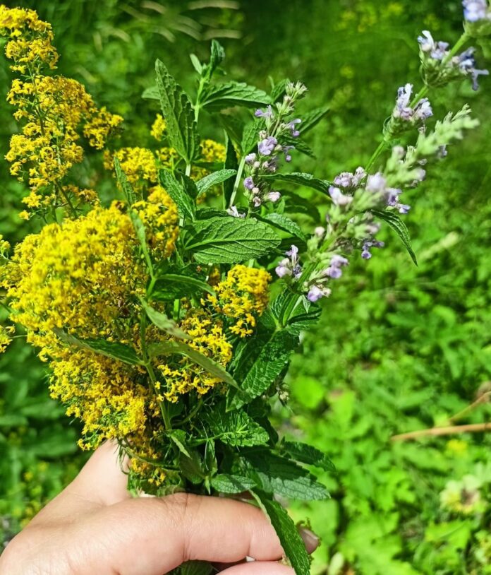Еньовден - билки