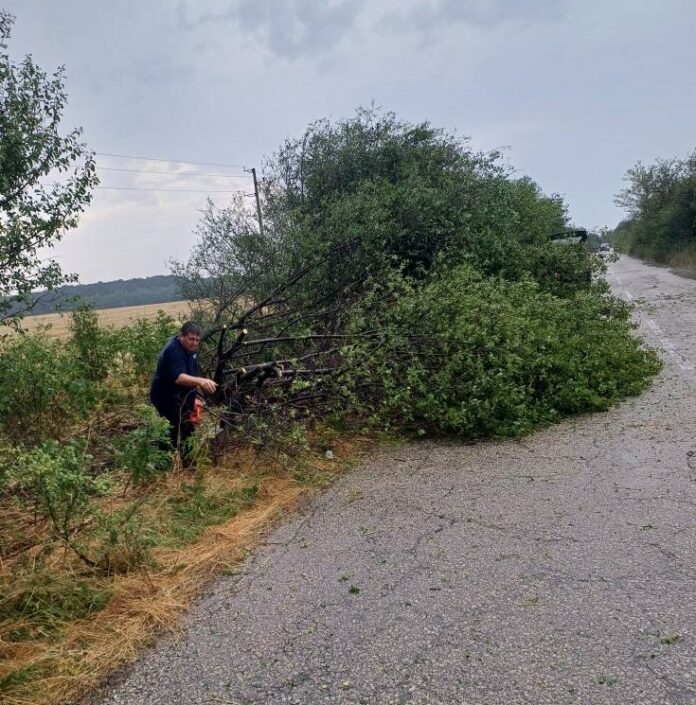 Радишево - разклон - дърво